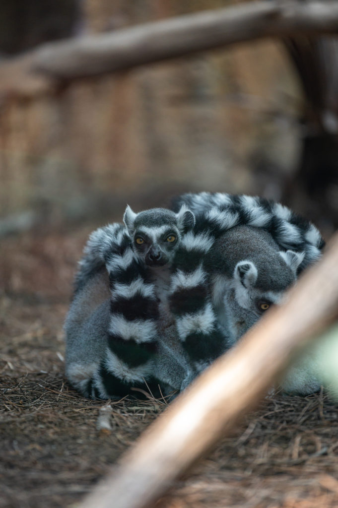 Lemurs